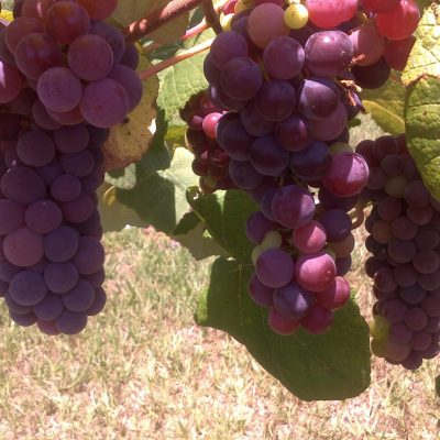 RELIANCE SEEDLESS RED GRAPE VINE