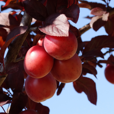 allred plum tree has red leaves