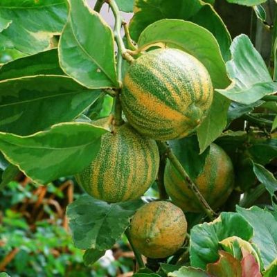 Eureka variegated pink lemon tree fruit