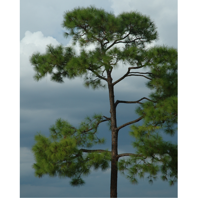 Loblolly pine tree