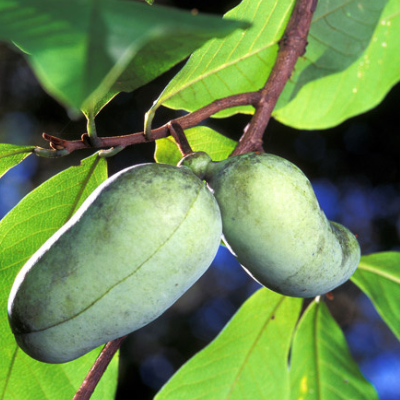Pawpaw tree