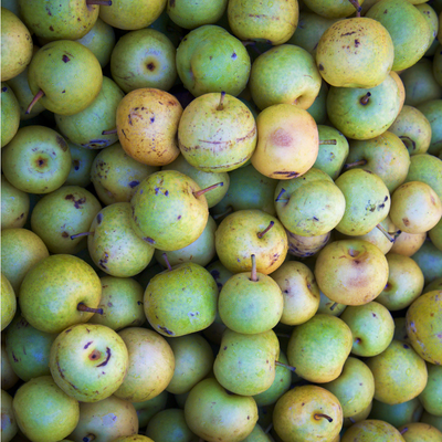 Shinseiki pear