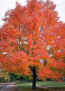 red maple tree