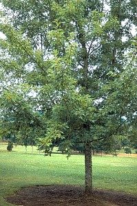 Silver maple