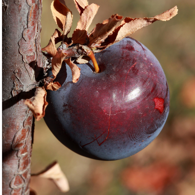 AU Roadside plum tree (Prunus domestica 'Au Roadside')