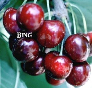 BING CHERRY TREE - 2 Year Old/4-5 Feet Tall