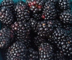 PRIME ARK TRAVELERS THORNLESS BLACKBERRY PLANT
