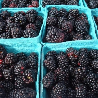 BLACK SATIN THORNLESS BLACKBERRY PLANT