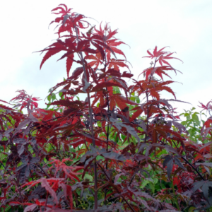 Dwarf Japanese Maple 'Atropurpurea Nana'