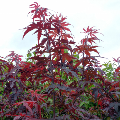 Dwarf Japanese Maple 'Atropurpurea Nana'