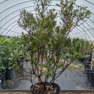 about Bob Wells Nursery