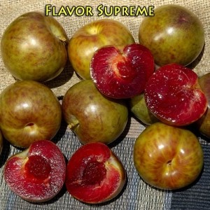 FLAVOR SUPREME PLUOT fruit trees