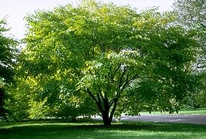 Fruitless mulberry tree