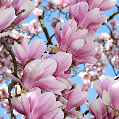Jane tulip magnolia tree