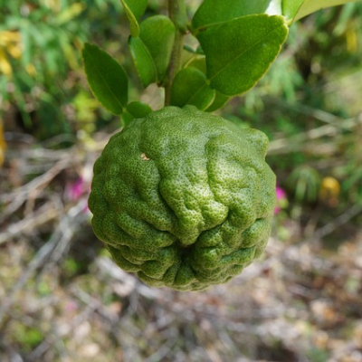 kaffir lime tree fruit