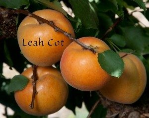 Leah-cot aprium
