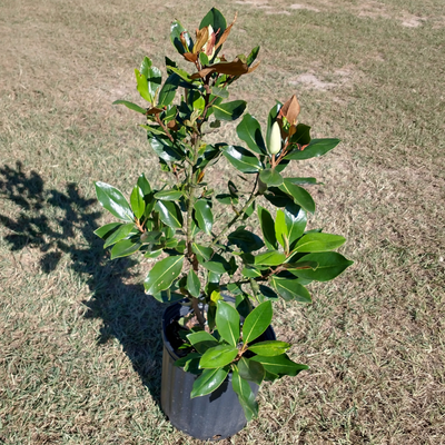 Little gem dwarf southern magnolia
