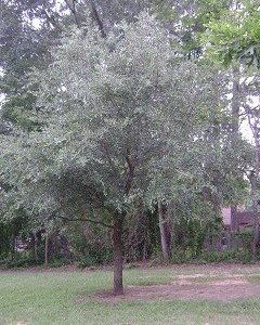 Live oak