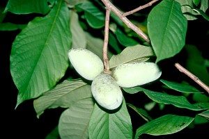 PAWPAW TREE