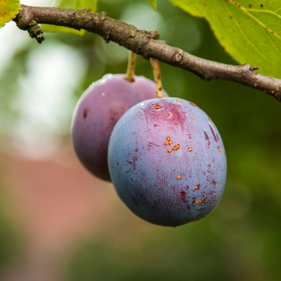 Morris plum tree