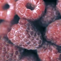 ROYALTY PURPLE RASPBERRY