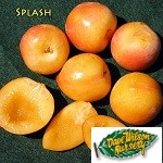 Splash Pluot