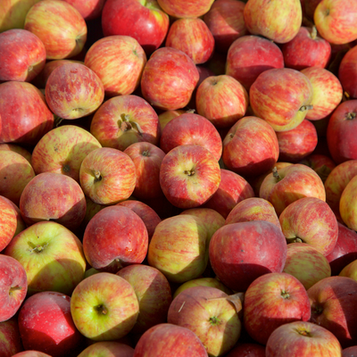 Stayman winesap apple tree