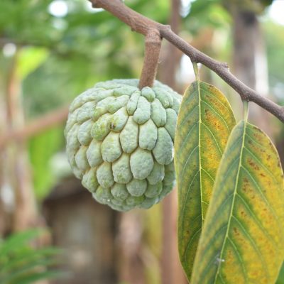 buy fruit trees