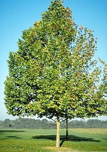 Sycamore