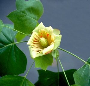 Tulip poplar