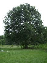 Water Oak