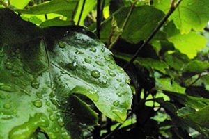 Sweet Jenny muscadine vine