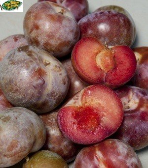 Dapple Supreme Pluot
