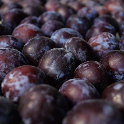 Spring Satin Plumcot fruit trees