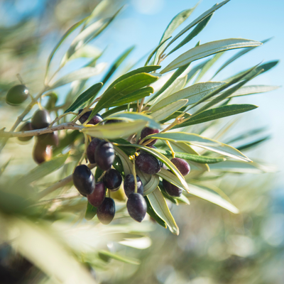 black mission olive tree