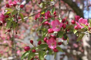 Red flower buds