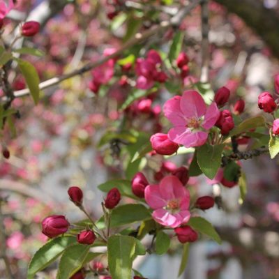 Red flower buds