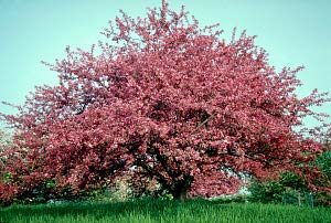 shop nursery plants at bob wells nursery in lindale, TXProfusion Crabapple tree