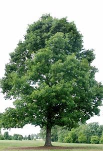 Swamp White Oak