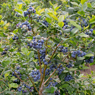 blueberries