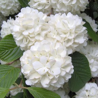 Bob Wells Nursery in Lindale, TX Checkout