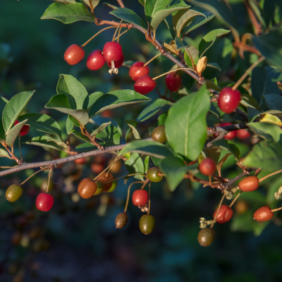 goumi berries