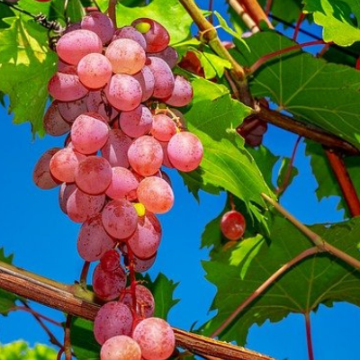 victoria red grape
