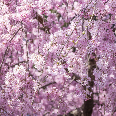 Weeping Cherry Tree