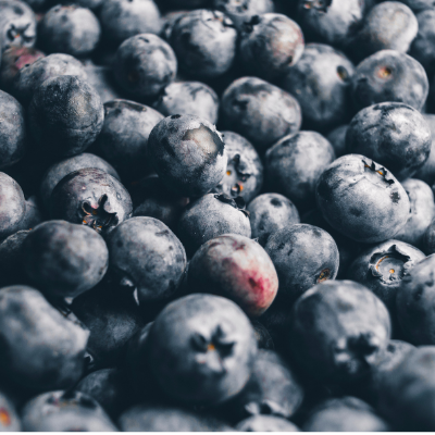 biloxi blueberry plant fruit
