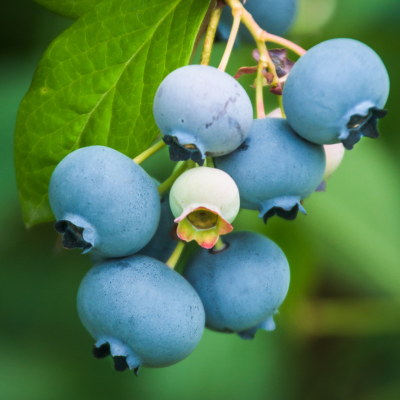 highbush blueberries