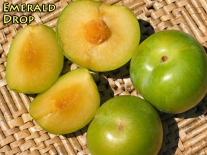 emerald drop pluot