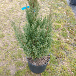 Blue Point Juniper