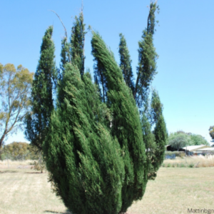 Hollywood Juniper