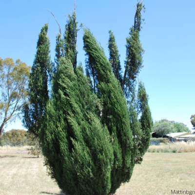 Hollywood Juniper